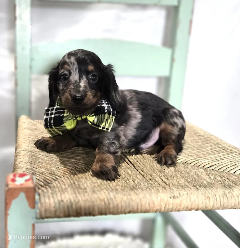 Kyle – Miniature Dachshund puppy for sale in Interlaken, NY
