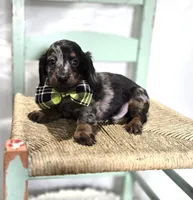 Kyle, a male Miniature Dachshund for sale in Interlaken, NY – Photo 1 of 5