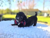 Mark, a male Miniature Dachshund for sale in Interlaken, NY – 2 of 4