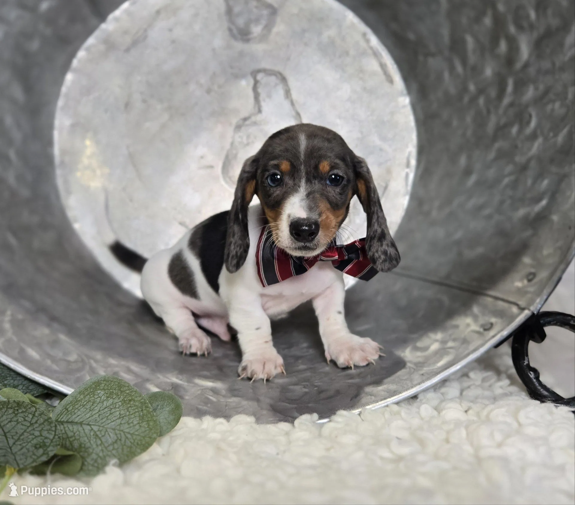 King – Miniature Dachshund puppy for sale in Interlaken, NY