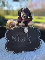 Mark, a male Miniature Dachshund for sale in Interlaken, NY – 4 of 4
