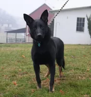 Tucker, a male German Shepherd Dog for sale in Interlaken, NY – Photo 3 of 3