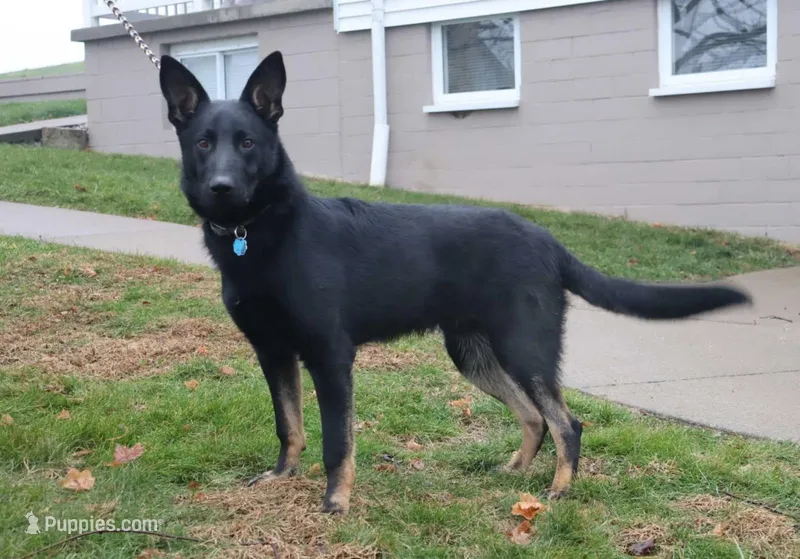 Tucker – German Shepherd Dog puppy for sale in Interlaken, NY