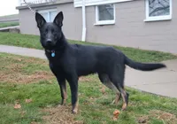 Tucker, a male German Shepherd Dog for sale in Interlaken, NY – Photo 1 of 3