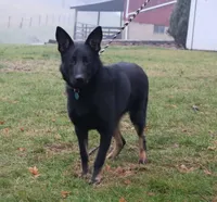Tucker, a male German Shepherd Dog for sale in Interlaken, NY – Photo 2 of 3