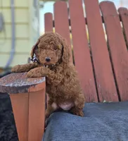 Joey, a male Poodle - Toy  for sale in Interlaken, NY – 5 of 7