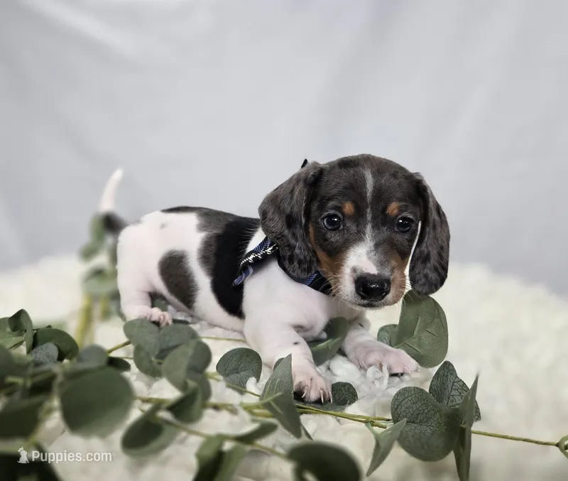 King – Miniature Dachshund puppy for sale in Interlaken, NY