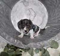 King, a male Miniature Dachshund for sale in Interlaken, NY – Photo 4 of 4