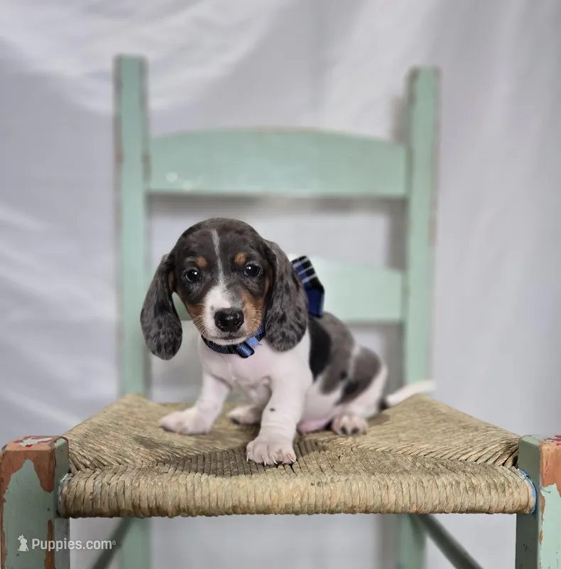 King – Miniature Dachshund puppy for sale in Interlaken, NY