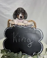 King, a male Miniature Dachshund for sale in Interlaken, NY – Photo 2 of 4
