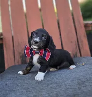 Mark, a male Miniature Dachshund for sale in Interlaken, NY – 1 of 4
