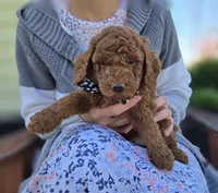 Joey, a male Poodle - Toy  for sale in Interlaken, NY – 7 of 7
