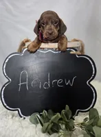 Andrew, a male Miniature Dachshund for sale in Interlaken, NY – Photo 5 of 5