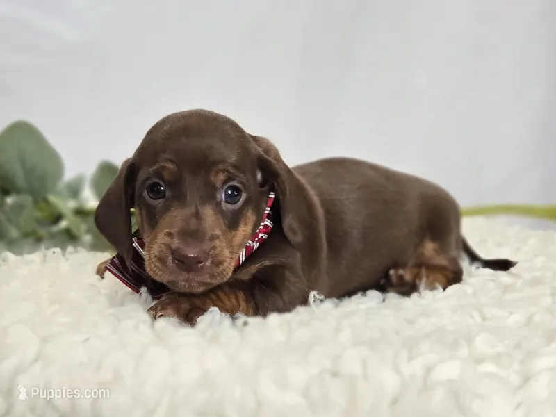 Andrew – Miniature Dachshund puppy for sale in Interlaken, NY