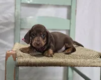 Andrew, a male Miniature Dachshund for sale in Interlaken, NY – Photo 4 of 5