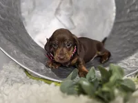 Andrew, a male Miniature Dachshund for sale in Interlaken, NY – Photo 3 of 5