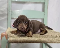 Andrew, a male Miniature Dachshund for sale in Interlaken, NY – Photo 2 of 5