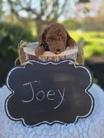 Joey, a male Poodle - Toy  for sale in Interlaken, NY – 3 of 7