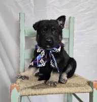 Ryan, a male German Shepherd Dog for sale in Interlaken, NY – Photo 1 of 4