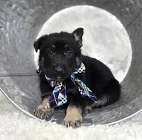 Ryan, a male German Shepherd Dog for sale in Interlaken, NY – Photo 2 of 4