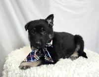 Ryan, a male German Shepherd Dog for sale in Interlaken, NY – Photo 3 of 4