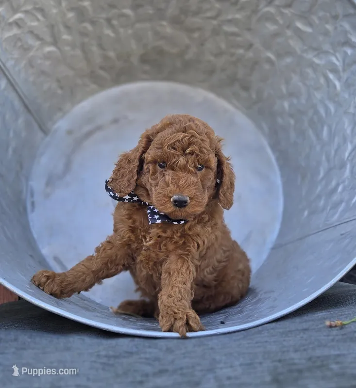 Joey – Poodle - Toy  puppy for sale in Interlaken, NY