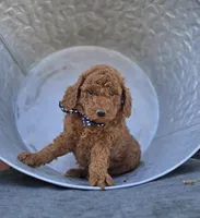 Joey, a male Poodle - Toy  for sale in Interlaken, NY – 1 of 7