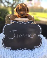 Jimmer, a male Poodle - Toy  for sale in Interlaken, NY – 6 of 6