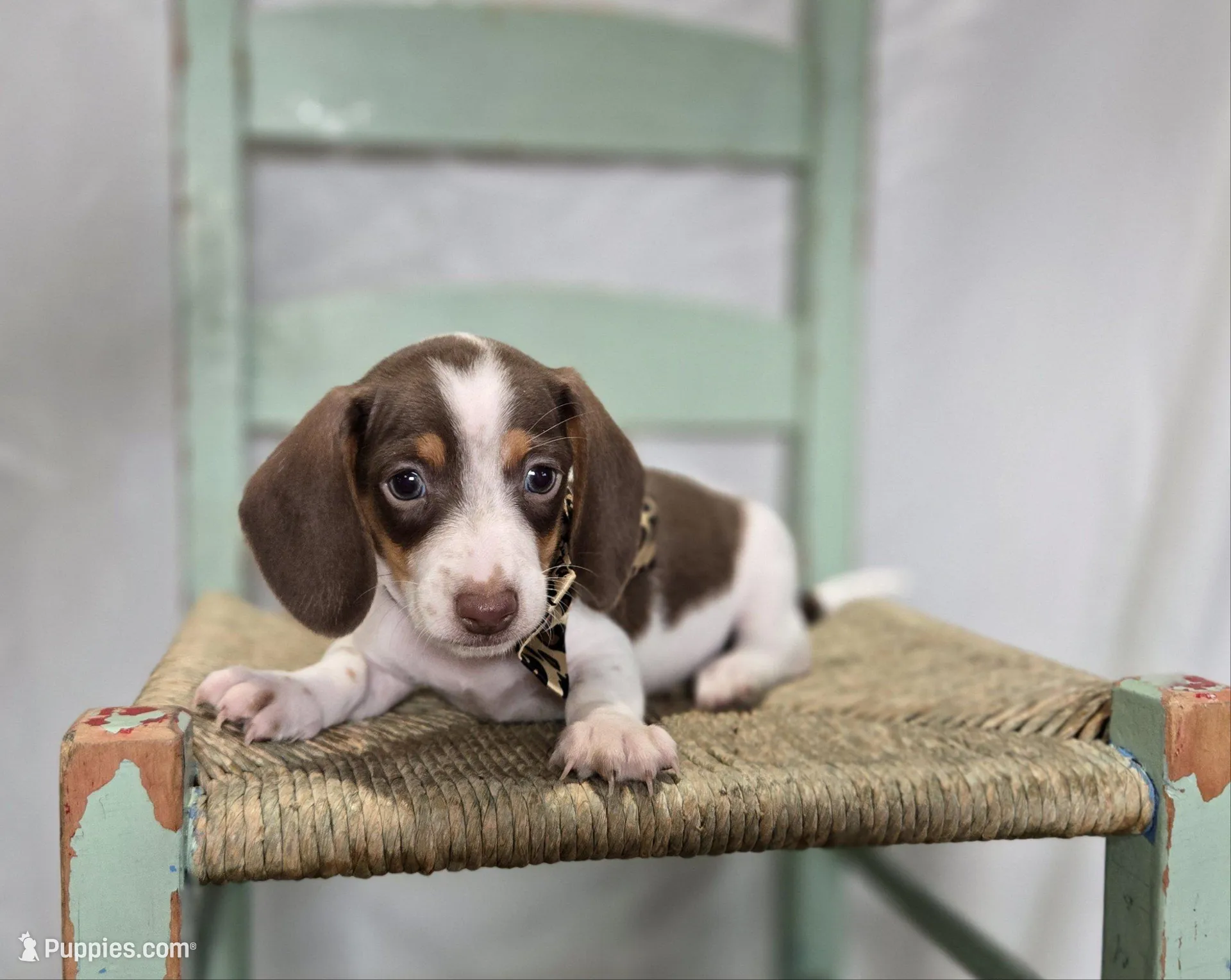 Wayne – Miniature Dachshund puppy for sale in Interlaken, NY