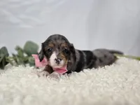 Bertha, a female Miniature Dachshund for sale in Interlaken, NY – 5 of 6
