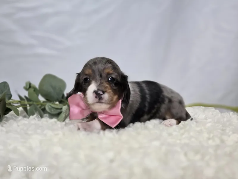Bertha – Miniature Dachshund puppy for sale in Interlaken, NY
