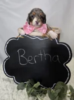 Bertha, a female Miniature Dachshund for sale in Interlaken, NY – 6 of 6