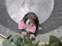 Bertha, a female Miniature Dachshund for sale in Interlaken, NY – 3 of 6