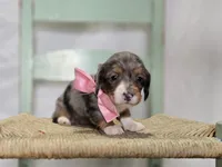 Bertha, a female Miniature Dachshund for sale in Interlaken, NY – 2 of 6