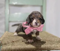 Bertha, a female Miniature Dachshund for sale in Interlaken, NY – 4 of 6
