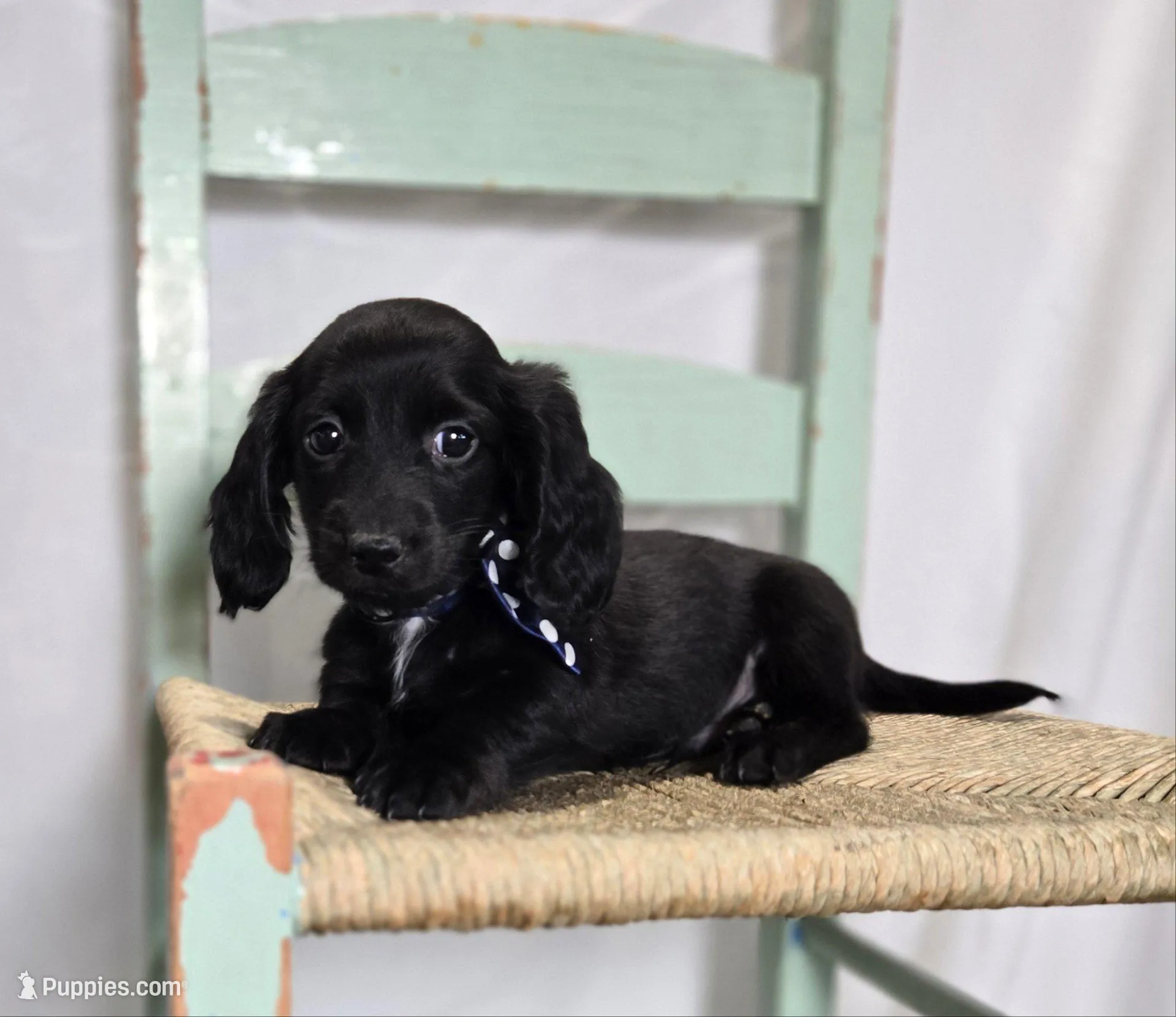 Tinker – Miniature Dachshund puppy for sale in Interlaken, NY