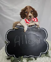 Allen, a male Miniature Dachshund for sale in Interlaken, NY – Photo 3 of 4