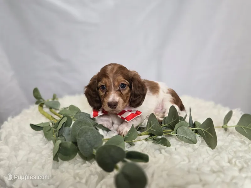 Allen – Miniature Dachshund puppy for sale in Interlaken, NY