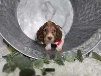 Allen, a male Miniature Dachshund for sale in Interlaken, NY – Photo 4 of 4