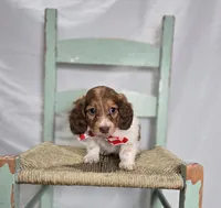 Allen, a male Miniature Dachshund for sale in Interlaken, NY – Photo 2 of 4