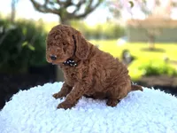 Joey, a male Poodle - Toy  for sale in Interlaken, NY – 6 of 7