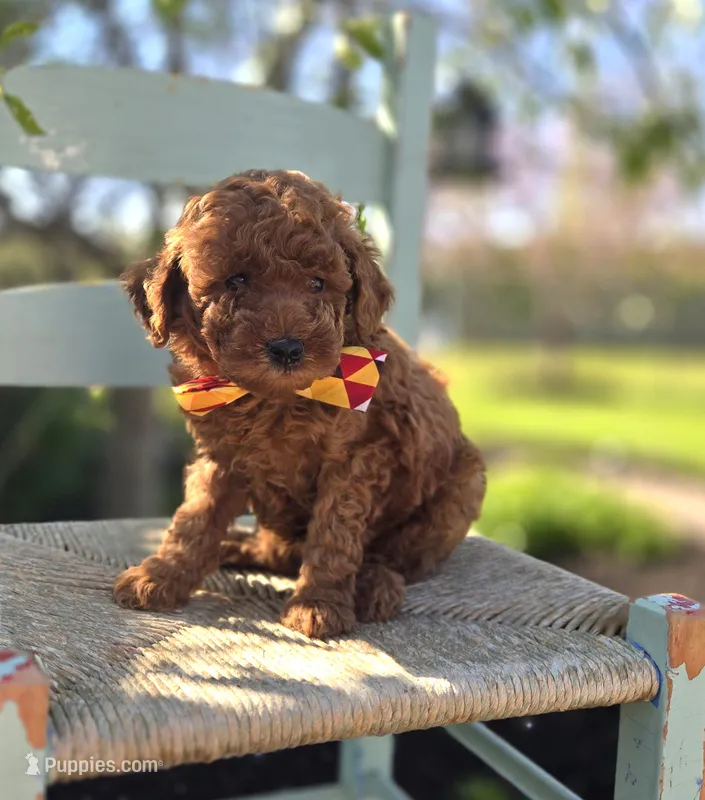Jimmer – Poodle - Toy  puppy for sale in Interlaken, NY