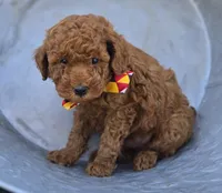 Jimmer, a male Poodle - Toy  for sale in Interlaken, NY – 2 of 6