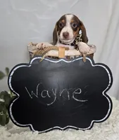 Wayne, a male Miniature Dachshund for sale in Interlaken, NY – Photo 3 of 5