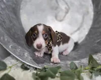 Wayne, a male Miniature Dachshund for sale in Interlaken, NY – Photo 2 of 5