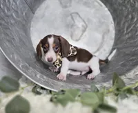 Wayne, a male Miniature Dachshund for sale in Interlaken, NY – Photo 4 of 5