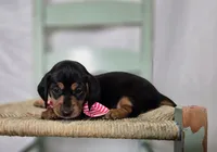 Alexia, a female Miniature Dachshund for sale in Interlaken, NY – Photo 7 of 9