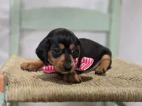 Alexia, a female Miniature Dachshund for sale in Interlaken, NY – Photo 3 of 9