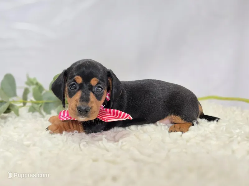 Alexia – Miniature Dachshund puppy for sale in Interlaken, NY