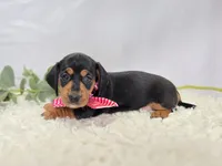 Alexia, a female Miniature Dachshund for sale in Interlaken, NY – Photo 1 of 9